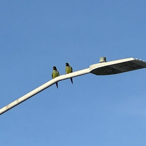 Meet your Posher, Amelia